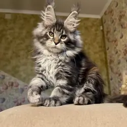 Maine coon kitten