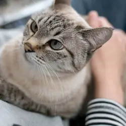 Gorgeous Lynx Point Siamese Cat