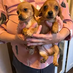 chihuahua cross dachshund