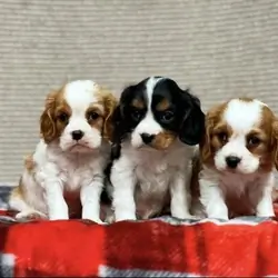 Beautiful healthy Cavalier King Charles Spaniel