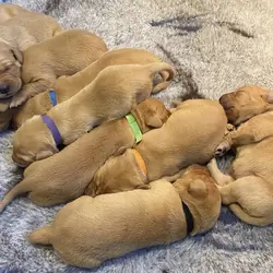 Fox Red Labrador Puppies