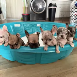 8 week old Frenchies
