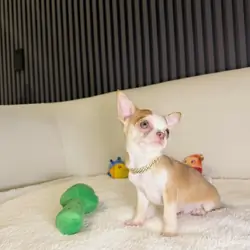 chihuahua puppies