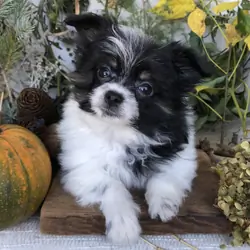 Pom/Bichonpoo puppies for sale in Michigan