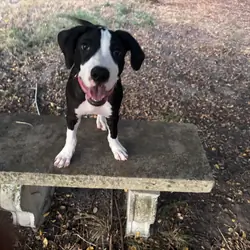 Hybrid Dane / bully pups
