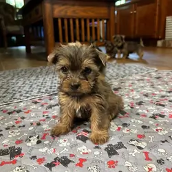 yorkie puppies