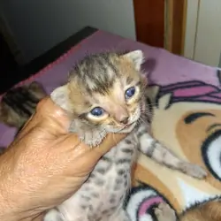 F5'S registered Bengal kittens on sale