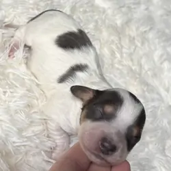 Mini dachshunds