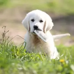 Brinkley male Golden Retriever