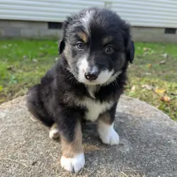 Australian Shepherds