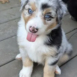 Australian Shepherds