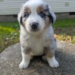 Australian Shepherds