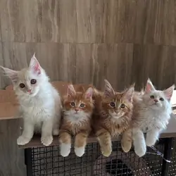 maine coon kittens