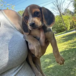 Beagle puppies