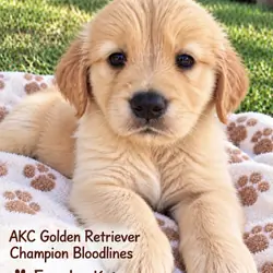 AKC Golden Retriever - Champion Bloodlines