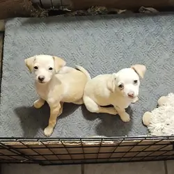 Puppies