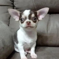 chihuahua puppies