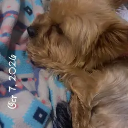 Silky terrier