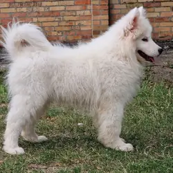 white male Samoyed