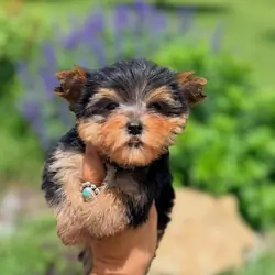 yorkie puppies