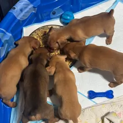 Chiweenie puppies