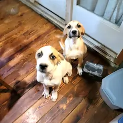 Boxer / Pyrenees Mix Puppies - Fee Negotiable
