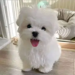 Maltese puppies