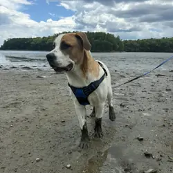Your Great Pyrenees/ mix