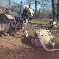 Dalmatian Males