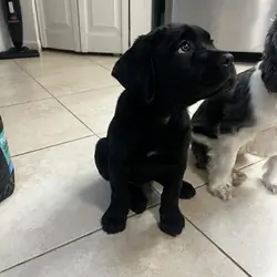 Cane Corso Female