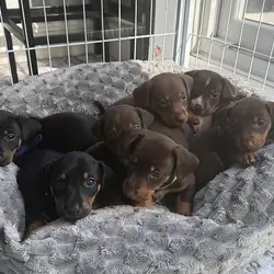 Mini Dachshund x Kelpie Puppies | Beautiful Mixed-
