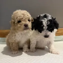 Toy Poodle puppies