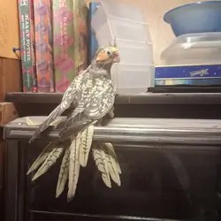 Cockatiel