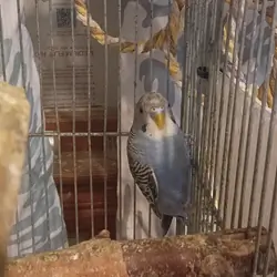 Four budgies