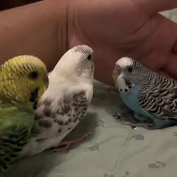 3 parakeets