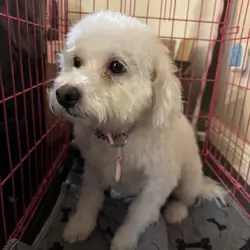 Bichon Frise Female (4 yr old)