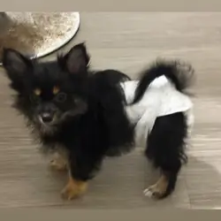 Puppy