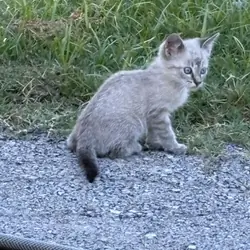 Female Kitten