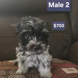 Yorkie