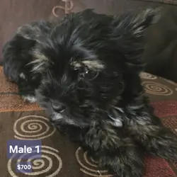 Yorkie