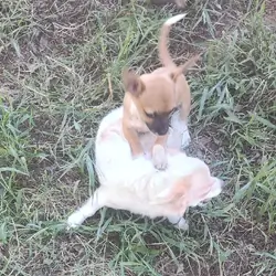 Sissy - NE Oklahoma - Female