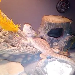 Bearded Dragon
