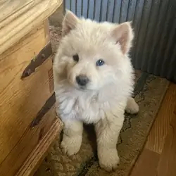 Chow Chow