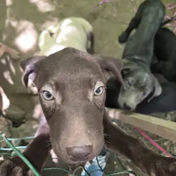 Purebred Labrador Retriever puppies