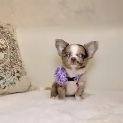 chihuahua puppies