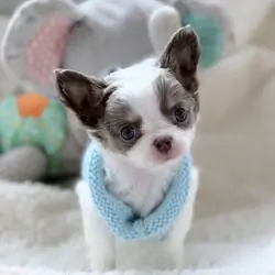 chihuahua puppies