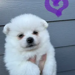 Pomeranian puppies