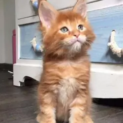 Maine coon kitten