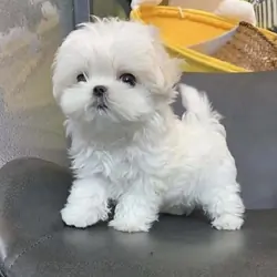 Maltese puppies