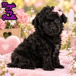 Magic Female ACA Toy Poodle